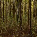Deep-in-the-Mangrove-forests-at-Hacienda-Campo-Rico