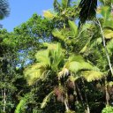 puerto-rico-el-yunque-san-juan-12