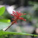 puerto-rico-el-yunque-san-juan-13