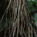 puerto-rico-el-yunque-san-juan-14