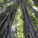 puerto-rico-el-yunque-san-juan-19