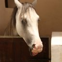 horse-souq-waqif-3