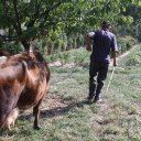 Taking the cow back to the barn, small village near Golesti