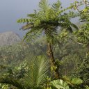 saba-island-caribbean-10_0