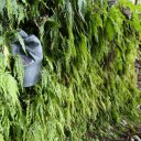 saba-island-caribbean-4