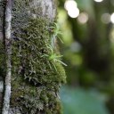 saba-island-caribbean-8