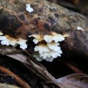 saba-island-caribbean-9