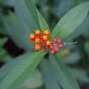 st-kitts-flower