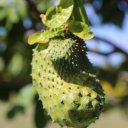 st-kitts-soursop