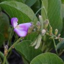 stkitts-flower