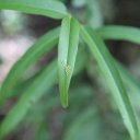 saint-martin-french-14