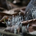 saint-martin-french-8