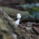 saint-martin-french-9