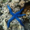 Blue Starfish