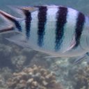 Zebra Fish