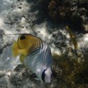 Pretty fish in the waters off of Managaha Island