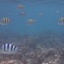 Zebra fish in waters off of Managaha Island