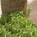 Saudi-Arabia-Dammam-12