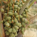 Saudi-Arabia-Dammam-3