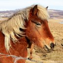 Icelandic horse