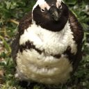 South Africa - Penguin, Cape Town