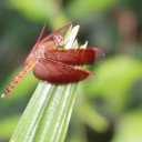 Close-up-of-dragon-fly-natural-surrounding-outside-of-city-limits
