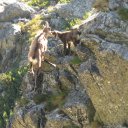 Chamois baby and mother in High Tatras
