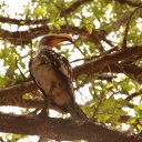 Bird Kruger National Park