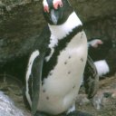 As there is no ice here, Cape penguins build their nests in protected rock outcroppings