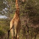 One tall giraffe