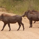 Warthogs