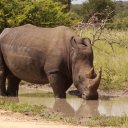 Solitary Rhinocerous