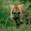 This hyena cub was overcome by curiousity and watched me for a long time