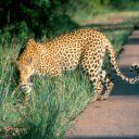 A leopard eyes me suspiciously along a lonely road