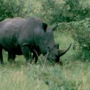 White rhino grazing peacefully. The name is a short version of \'wide lipped rhino\'