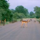 Baboons and sprinbok hang out together in the middle of this road