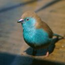 Brilliant colors on a tiny bird