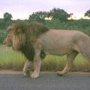 A mighty male lion wanders down a road unimpressed by anything