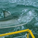 Great white shark grabs a chunk of meat hanging on the line