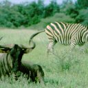 Wildebeest and zebra roaming the plains together is a common sight