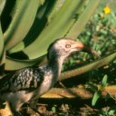 A ground hornbill among aloe groves
