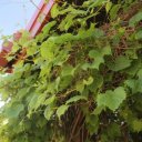 vermillion-sioux-falls-south-dakoka-valiant-vineyards-12