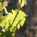 priorat-spain-1