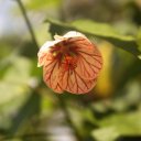 Beautiful flower, Nuwela Eliya