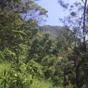 Green forest of Nuwara Eliya