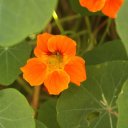 Nasturtium flower, Sri Lanka