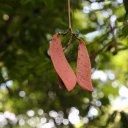 suriname-paramaribo-jungle-1