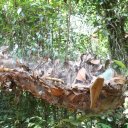 suriname-paramaribo-jungle-2