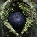 suriname-paramaribo-jungle-3