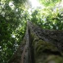 suriname-paramaribo-jungle-4